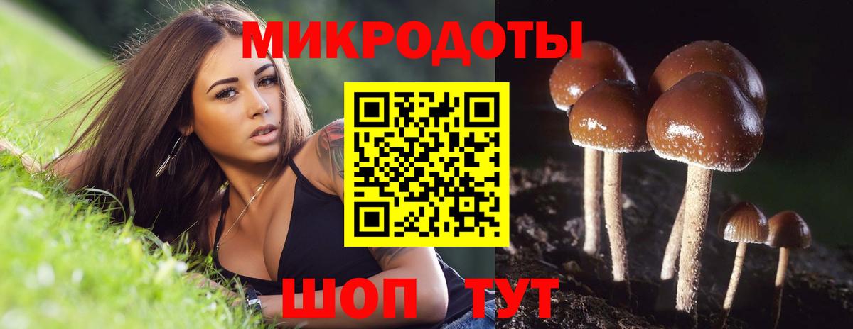 Псилоцибиновые грибы Psilocybe Черногорск